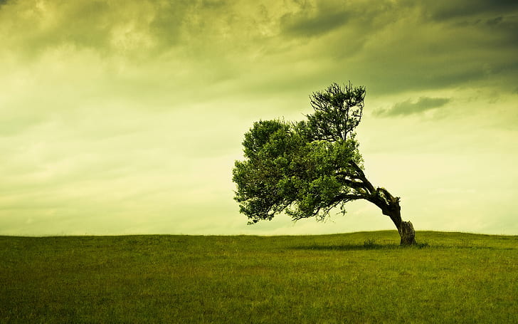 Stand Alone, illustration of tree surrounded by grass, tree, landscape, grass, green, field, nature, HD wallpaper