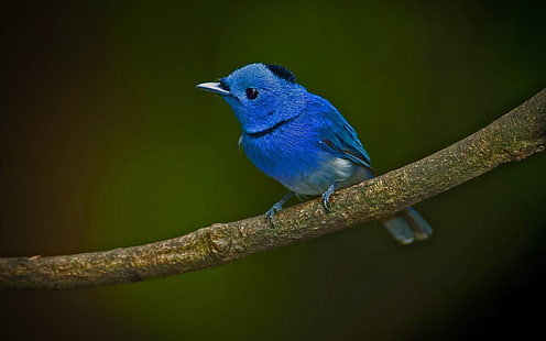 zwierzęta, ptaki, gałązki, niebieski, Tapety HD HD wallpaper