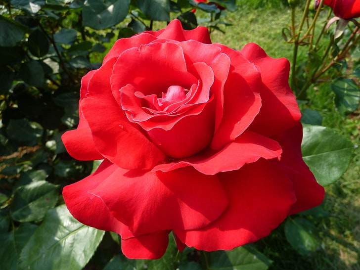czerwona róża, róża, kwiat, zbliżenie, jasny, zielony, płatki, Tapety HD
