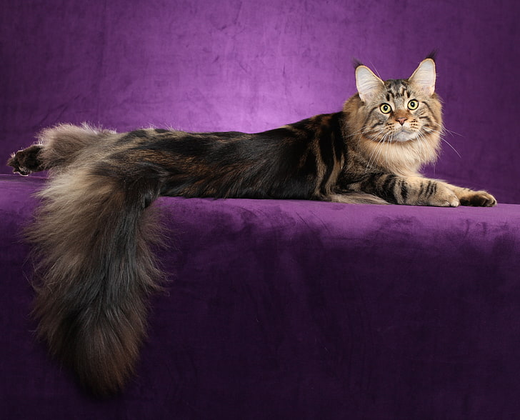 brown maine coon, maine coon, cat, fluffy, tail, HD wallpaper