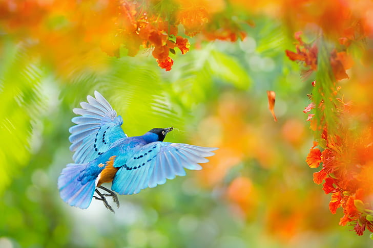 Flying bird in Africa, Africa, back, Bird, blue, flower, flying, formosan, mantis, park, rear, Red, spread wings, sturnidae, summer, Taiwan, wing, field, Nature, plant, protection, shiny, single, starling, wild, HD wallpaper