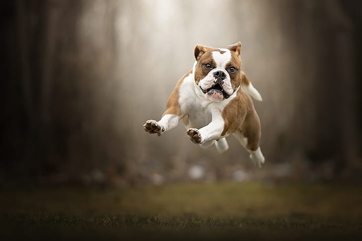 saltar, perro, vuelo, caminar, bokeh, bulldog inglés, Fondo de pantalla HD