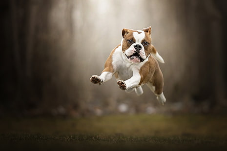 прыжок, собака, полёт, прогулка, боке, английский бульдог, HD обои HD wallpaper