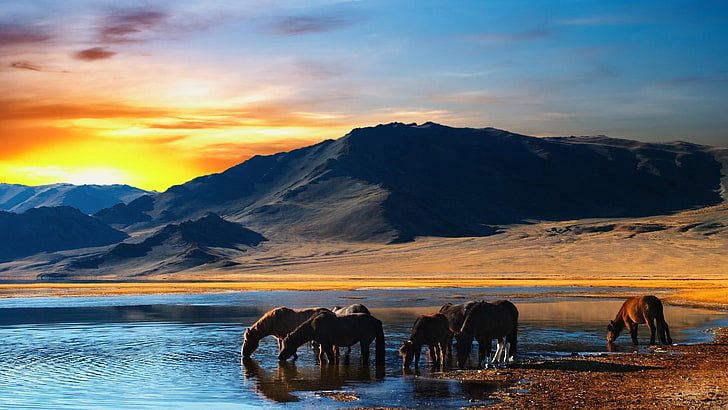 sunset, drink, wild horse, mongolia, asia, nature, lake, evening, sunlight, horses, water, horizon, desert, steppe, cloud, mountain, horse, sky, HD wallpaper