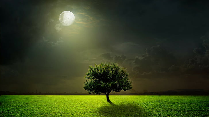 Wiesen, 5k, 4k Wallpaper, Mond, Bäume, Nacht, HD-Hintergrundbild