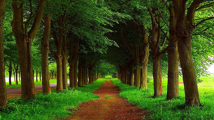 roadside, countryside, alley, trees, tree alley, tree, woodland, grove, path, grass, HD wallpaper