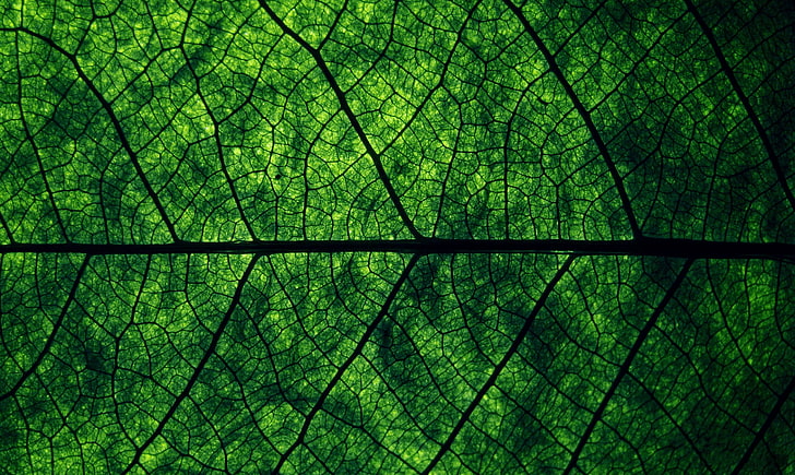 green leaf digital wallpaper, greens, macro, nature, sheet, structure, texture, veins, leaf, HD wallpaper