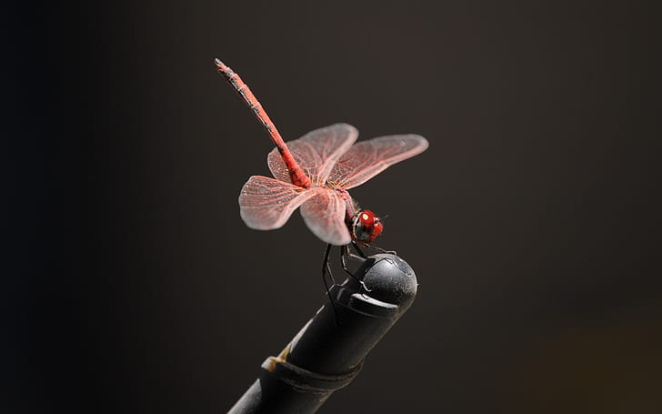 Pink dragonfly HD wallpapers free download | Wallpaperbetter