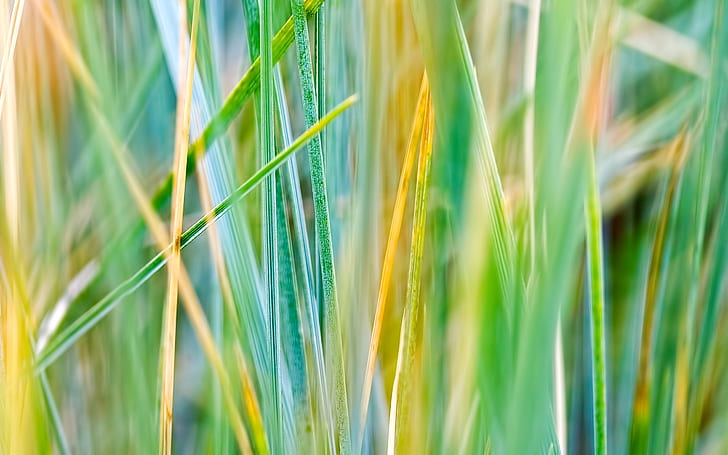 Grass, grass, HD wallpaper