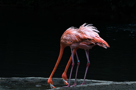 два розовых фламинго, питьевая вода, фламинго, сингапур, фламинго, сингапур, фламинго, парк птиц Джуронг, Сингапур, розовые фламинго, питьевая вода, муха, птичий заповедник, фламинго, птица, живая природа, животное, розовый цвет, природа, красный, HD обои HD wallpaper