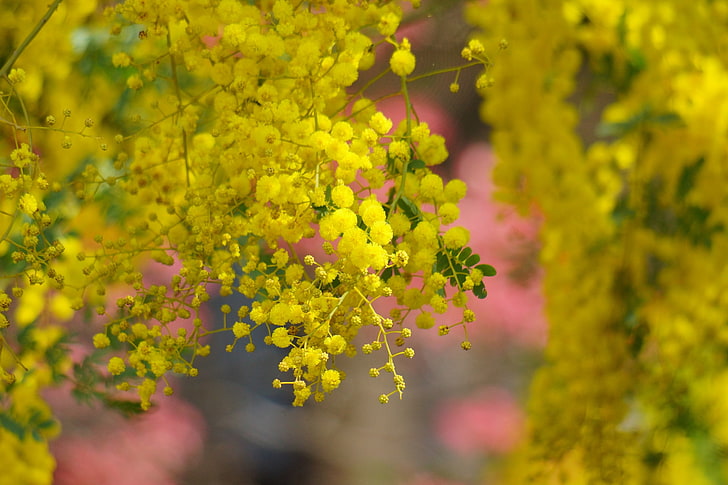 Fantastis 19 Gambar Bunga Akasia  Kuning Gambar Bunga  Indah