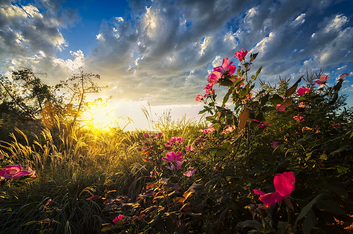 Backyard Sunrise, pink flowers under cloudy sky during sunrise illustration, nature, tall-grass, sunrise, pink-roses, early-morning-light, HD wallpaper