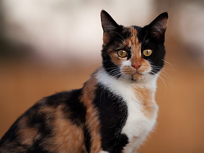 calico cat, cat, spotted, home, view, HD wallpaper HD wallpaper