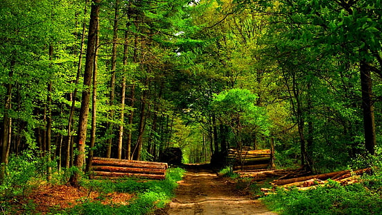 Лес, лес, лес, лес, тропинка, бревна, природа и пейзажи, HD обои HD wallpaper