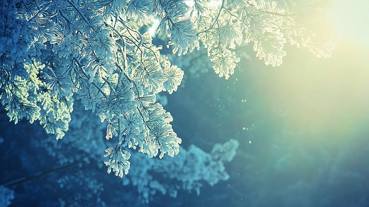 눈 겨울 햇빛 나무 HD, 자연, 햇빛, 눈, 겨울, 나무, HD 배경 화면
