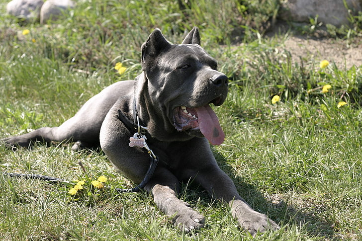 terrier Pitbull Amerika hitam, tebu corso, anjing, berbaring, istirahat, rumput, Wallpaper HD