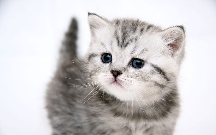 Милый котенок, серебристый полосатый котенок, милый, котенок, кот, HD обои