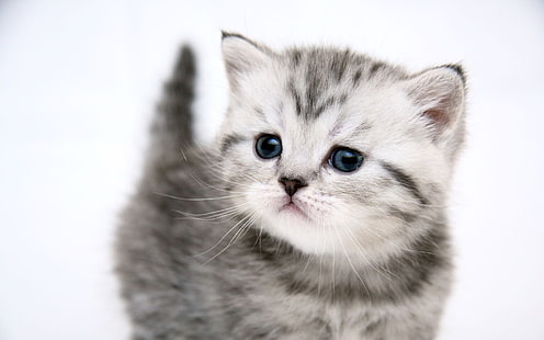 Słodki kotek kot, srebrny pręgowany kotek, uroczy, kotek, kot, Tapety HD HD wallpaper