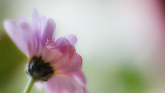 выборочный фокус фотография цветка, Довольно в розовом, выборочный фокус, фотография, Цветок, природа, растение, лепесток, крупный план, цветок Голова, красота В природе, лето, розовый цвет, макро, один цветок, HD обои HD wallpaper