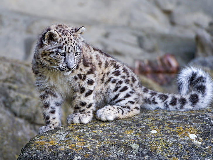 Mignon bébé léopard des neiges, mignon, neige, léopard, bébé, Fond d'écran HD