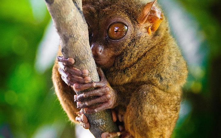갈색 tarsier, tarsier, 영장류, 속, 큰 눈, HD 배경 화면