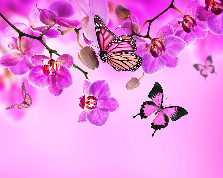 фиолетовые орхидеи, бабочки, цветы, орхидеи, розовые, цвести, красивые, бабочки, HD обои