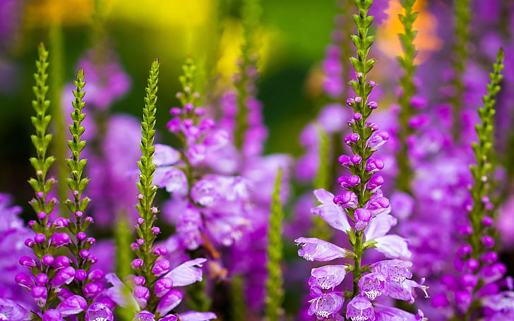 Bunga ungu larkspur, banyak tunas, Ungu, Larkspur, Bunga, Banyak, Tunas, Wallpaper HD