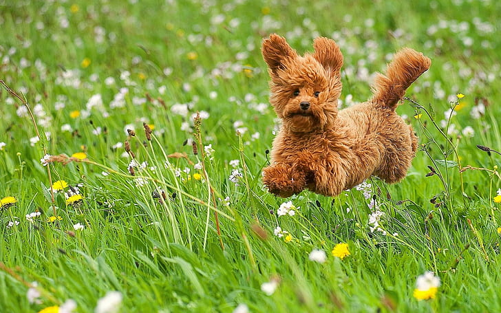 chien, fleurs, herbe, joie, pré, humeur, caniche, chiot, jouet, promenade, Fond d'écran HD
