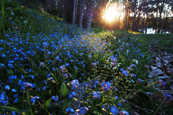 flores azules y hojas verdes, naturaleza, luz solar, flores, flores azules, nomeolvides, Fondo de pantalla HD