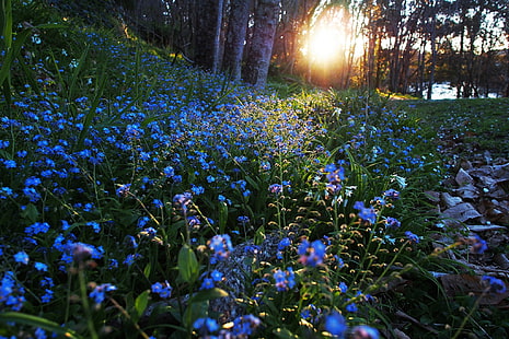 fiori blu e foglie verdi, natura, luce solare, fiori, fiori blu, nontiscordardime, Sfondo HD HD wallpaper