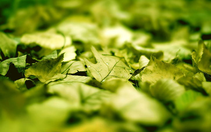 Green leaves close-up, green leafs, photography, 2560x1600, leaf, HD wallpaper