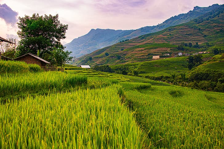 montanhas, encostas, Vietnã, Sapa, arroz, HD papel de parede