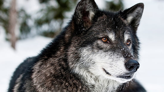 бял и черен вълк, животни, вълк, HD тапет HD wallpaper