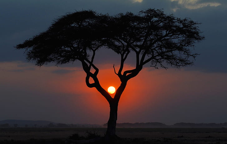 солнце, пейзаж, закат, дерево, вечер, саванна, Африка, Кения, HD обои