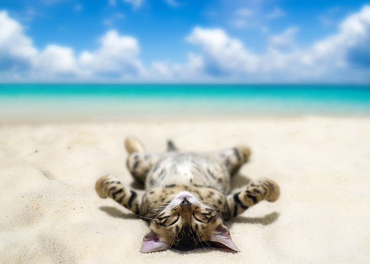 Chat drôle couché sur la plage, chaton gris et noir, plage, mer, sable, ciel, nuages, chat, couché, bronzer, bokeh, humour, Fond d'écran HD