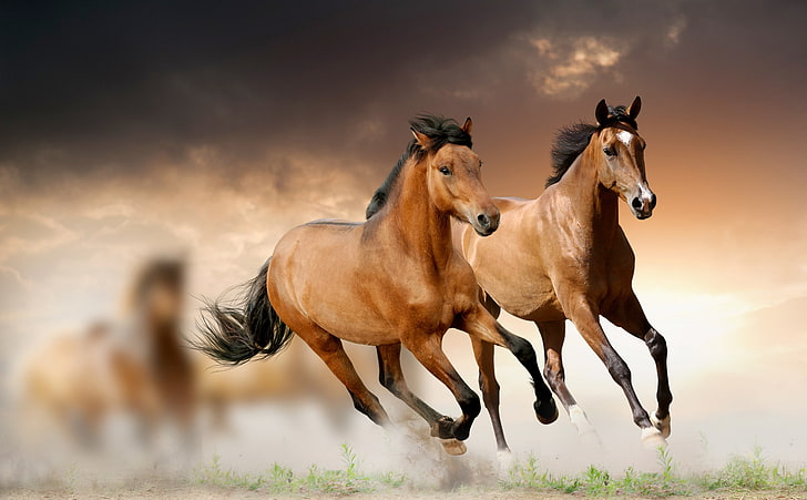 ม้าวิ่ง, ม้าสีน้ำตาลสองตัว, สัตว์, ม้า, วิ่ง, ฝุ่น, ความสวยงาม, การพักผ่อน, ความดุร้าย, วอลล์เปเปอร์ HD