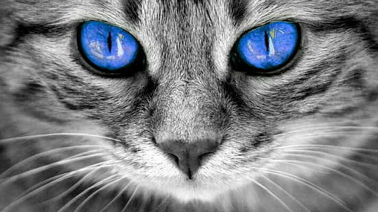 котка, сини очи, мустаци, лице, очи, черно и бяло, фотография, монохромна фотография, нос, наблизо, муцуна, домашна котка, ирис, табби котка, HD тапет HD wallpaper