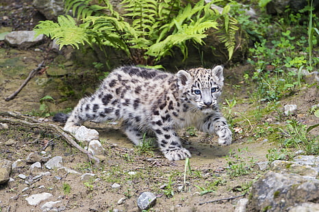 animali, felini, mammiferi, leopardi delle nevi, Sfondo HD HD wallpaper