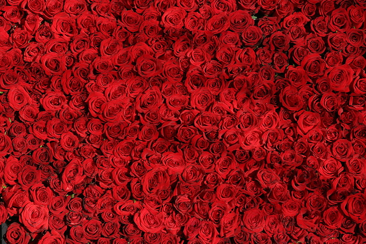 bed of red roses, roses, many, red, surface, HD wallpaper