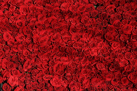 سرير من الورود الحمراء والورود والعديد من السطح الأحمر، خلفية HD HD wallpaper