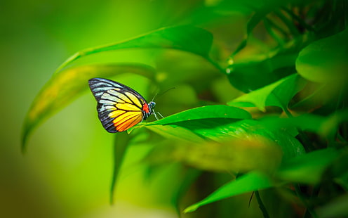 Пеперуда, насекомо, растение, зелени листа, жълта и черна пеперуда, пеперуда, насекомо, растение, зелено, листа, HD тапет HD wallpaper