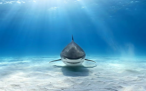 животни, Голяма бяла акула, акула, под вода, HD тапет HD wallpaper