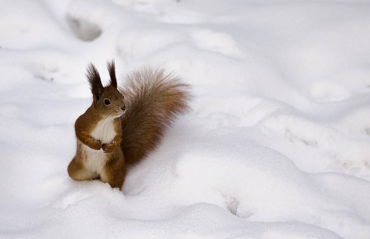 fluffy, red, squirrel, winter, HD wallpaper