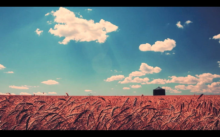 bidang rumput coklat pada siang hari, pemandangan, langit, gandum, awan, Wallpaper HD