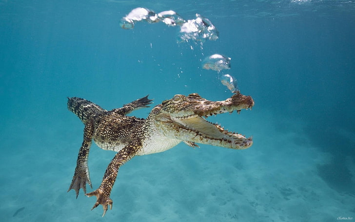 brun krokodil, under vattnet, krokodiler, reptiler, bubblor, djur, HD tapet