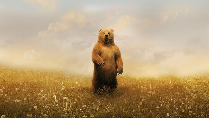 brun grizzlybjörn, björnar, fält, moln, ljusa, HD tapet