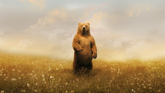 brown grizzly bear, bears, field, clouds, bright, HD wallpaper HD wallpaper