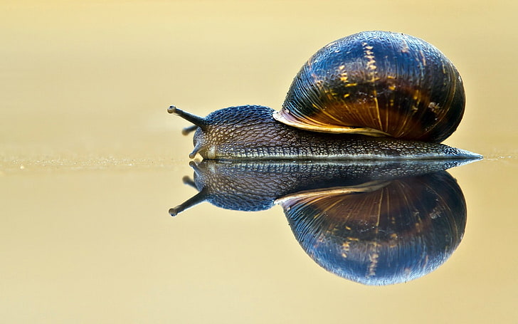 blue snail, snail, shell, antennae, crawl, sink, HD wallpaper
