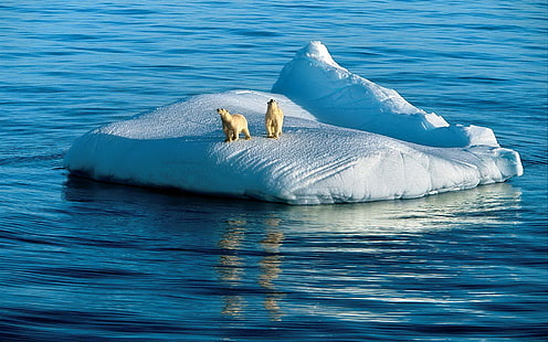 Dos osos polares, oso, osos, polar, hielo, nieve, Fondo de pantalla HD HD wallpaper