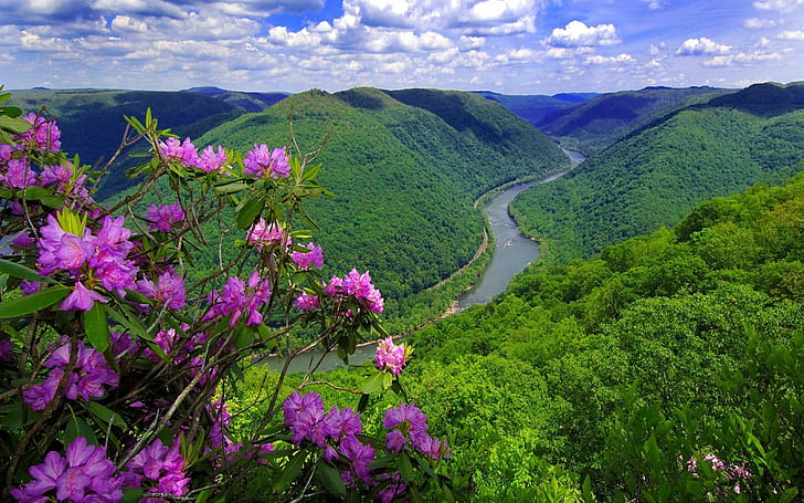Paisaje Naturaleza Colinas del río con bosque Verde Flores púrpuras Cielo con nubes blancas Wast Virginia, Fondo de pantalla HD